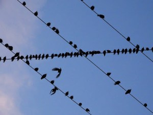 Estorninos en cables de luz