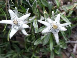 46161806_579599809139376_2803259651552968704_n