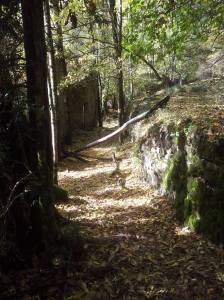 Bosque de la Pardina del Señor de Fanlo. Por Javier paza