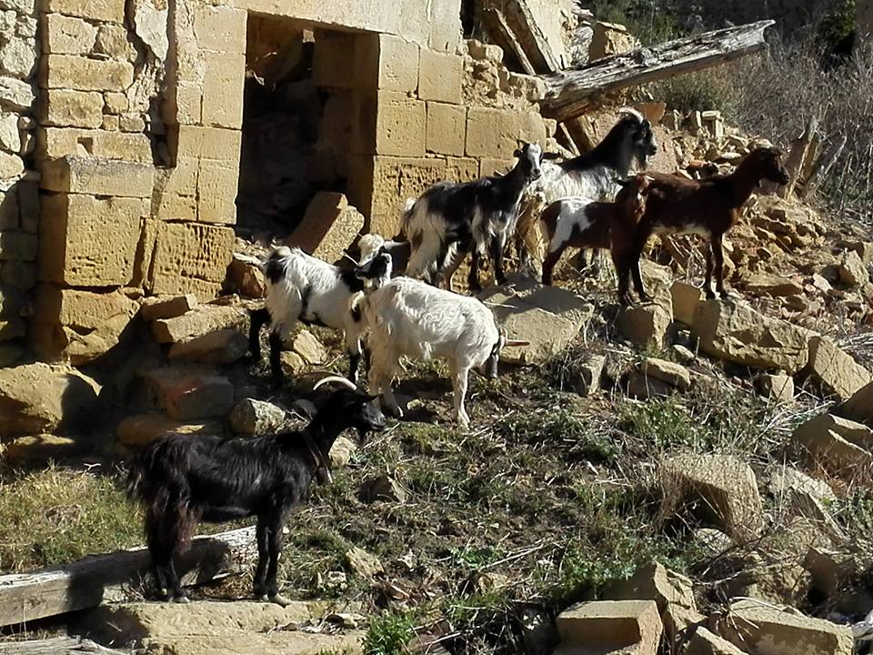 lacasta. cabras. josé ramó catán pérez. 2016