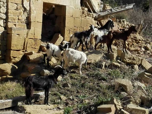 lacasta. cabras. josé ramó catán pérez. 2016